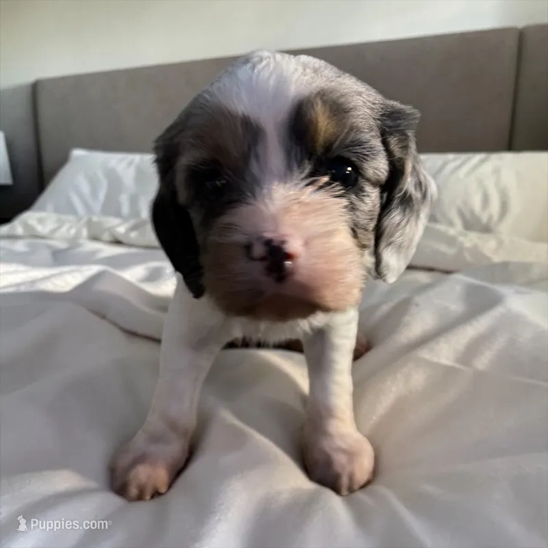 Merle white GIRL – Cavapoo puppy for sale in Montpelier, OH