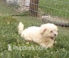 Boy 2 – Bichon Frise, Shih Tzu puppy for sale in Montpelier, OH