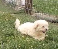 Boy 2, a male Bichon Frise and Shih Tzu for sale in Montpelier, OH – 1 of 1