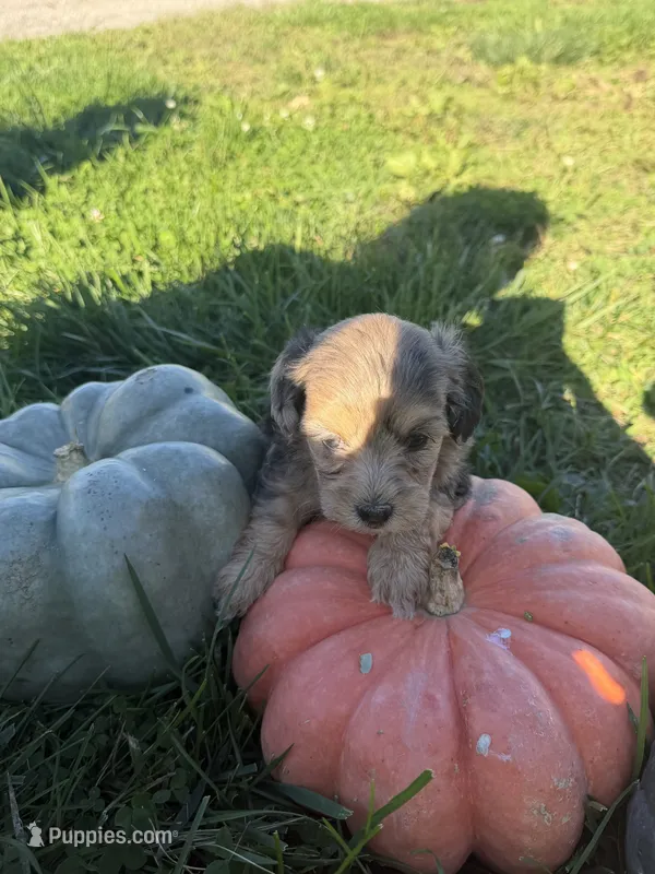 Darker Merle  – Maltipoo puppy for sale in Montpelier, OH