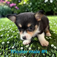 Male 1, a male Pembroke Welsh Corgi for sale in Montpelier, OH – 1 of 2