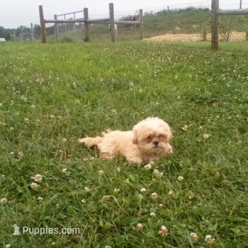 Boy 3 – Shih Tzu puppy for sale in Montpelier, OH