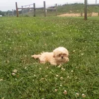 Boy 3, a male Shih Tzu for sale in Montpelier, OH – 1 of 1