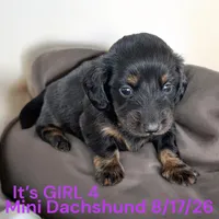 AKC Girl 4 Long hair, a female Miniature Dachshund for sale in Montpelier, OH – 2 of 2