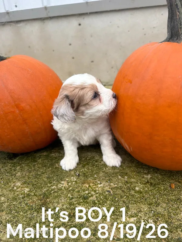 Boy 1 – Maltese, Poodle - Toy  puppy for sale in Montpelier, OH