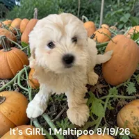 Girl 1 cream, a female Maltipoo for sale in Montpelier, OH – 2 of 3
