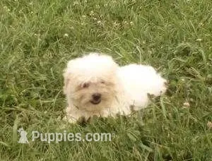 Girl 1 – Bichon Frise, Shih Tzu puppy for sale in Montpelier, OH