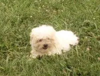 Girl 1, a female Bichon Frise and Shih Tzu for sale in Montpelier, OH – 1 of 1