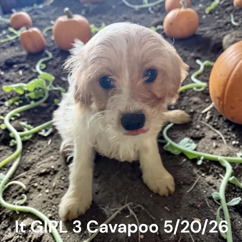 Girl – Cavapoo puppy for sale in Montpelier, OH