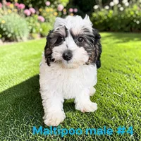 Male 4, a male Maltipoo for sale in Montpelier, OH – 2 of 2