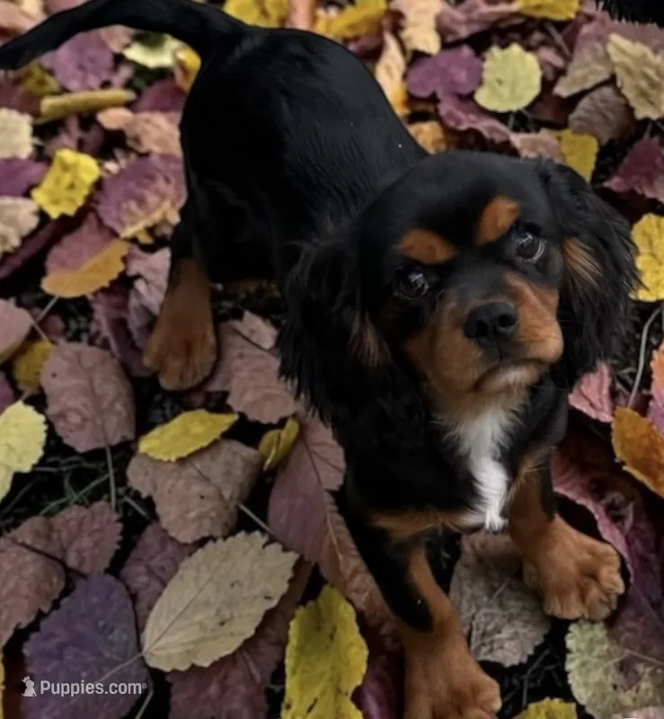 Boy 2 – Cavalier King Charles Spaniel puppy for sale in Montpelier, OH