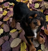 Boy 2, a male Cavalier King Charles Spaniel for sale in Montpelier, OH – 1 of 1
