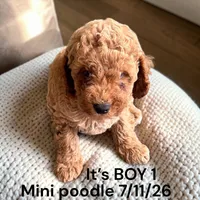AKC Boy 1, a male Miniature Bernedoodle for sale in Montpelier, OH – 2 of 2