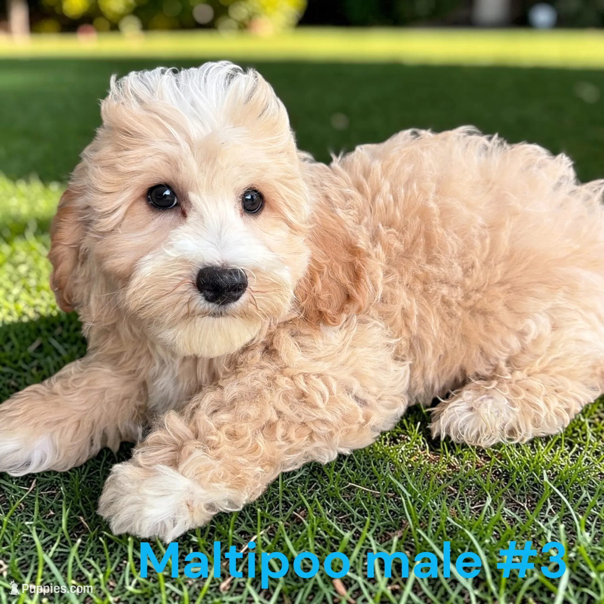 Male 3 – Maltipoo Puppy for Sale in Montpelier, OH | Puppies.com