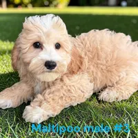 Male 3, a male Maltipoo for sale in Montpelier, OH – 2 of 2