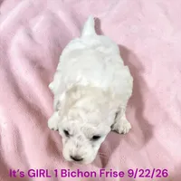 AKC Girl 1, a female Bichon Frise for sale in Montpelier, OH – 2 of 2