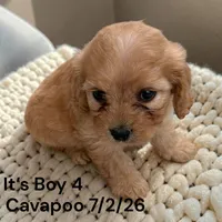 Apricot boy 4, a male Cavapoo for sale in Montpelier, OH – 2 of 2