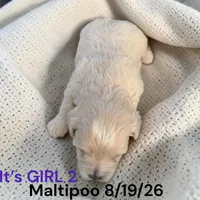 Girl 2, a female Maltese and Poodle - Toy  for sale in Montpelier, OH – 2 of 2