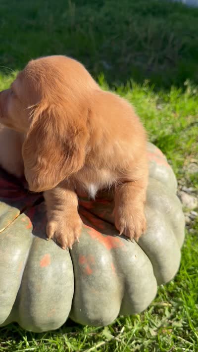 Cream ML longhair, a male Miniature Dachshund for sale in Montpelier, OH – 3 of 3