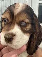 Handsome boy, a male Cocker Spaniel for sale in Montpelier, OH – 3 of 5