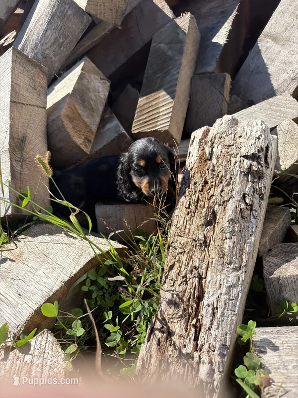 Black/Tan Girl – Miniature Dachshund puppy for sale in Montpelier, OH