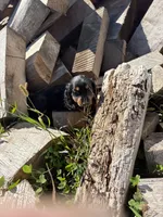 Black/Tan Girl, a female Miniature Dachshund for sale in Montpelier, OH – 1 of 4