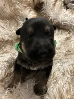 Mr. Lime, a male German Shepherd Dog for sale in Crawfordsville, IN – Photo 6 of 6