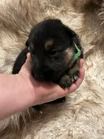 Mr. Lime, a male German Shepherd Dog for sale in Crawfordsville, IN – Photo 1 of 6