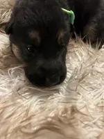 Mr. Lime, a male German Shepherd Dog for sale in Crawfordsville, IN – Photo 3 of 6