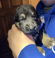 Mr. Blue, a male German Shepherd Dog for sale in Crawfordsville, IN – Photo 1 of 9