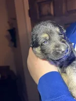 Mr. Blue, a male German Shepherd Dog for sale in Crawfordsville, IN – Photo 5 of 9