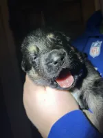 Mr. Blue, a male German Shepherd Dog for sale in Crawfordsville, IN – Photo 4 of 9