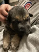 Mr. Blue, a male German Shepherd Dog for sale in Crawfordsville, IN – Photo 2 of 9