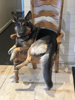 Mr. Blue, a male German Shepherd Dog for sale in Crawfordsville, IN – Photo 6 of 9