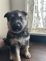 Miss Pink, a female German Shepherd Dog for sale in Crawfordsville, IN – Photo 1 of 10