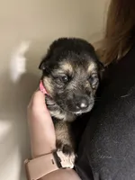 Miss Pink, a female German Shepherd Dog for sale in Crawfordsville, IN – Photo 7 of 10