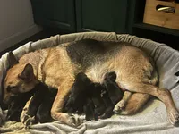 Miss Pink, a female German Shepherd Dog for sale in Crawfordsville, IN – Photo 8 of 10