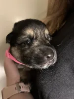 Miss Pink, a female German Shepherd Dog for sale in Crawfordsville, IN – Photo 6 of 10