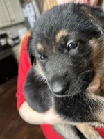 Miss Pink, a female German Shepherd Dog for sale in Crawfordsville, IN – Photo 2 of 10