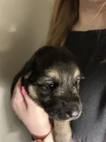 Miss Pink, a female German Shepherd Dog for sale in Crawfordsville, IN – Photo 5 of 10