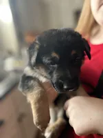 Miss Pink, a female German Shepherd Dog for sale in Crawfordsville, IN – Photo 3 of 10