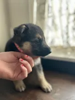 Miss Pink, a female German Shepherd Dog for sale in Crawfordsville, IN – Photo 4 of 10