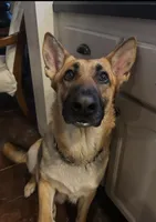 Miss Pink, a female German Shepherd Dog for sale in Crawfordsville, IN – Photo 9 of 10