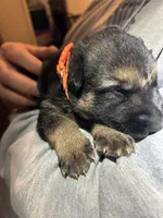 Miss Orange, a female German Shepherd Dog for sale in Crawfordsville, IN – Photo 6 of 7