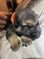 Miss Orange, a female German Shepherd Dog for sale in Crawfordsville, IN – Photo 1 of 7