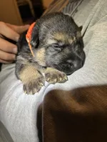 Miss Orange, a female German Shepherd Dog for sale in Crawfordsville, IN – Photo 7 of 7