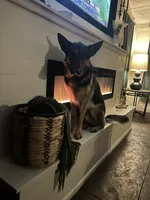 Miss Orange, a female German Shepherd Dog for sale in Crawfordsville, IN – Photo 2 of 7