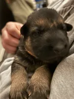 Miss Orange, a female German Shepherd Dog for sale in Crawfordsville, IN – Photo 5 of 7