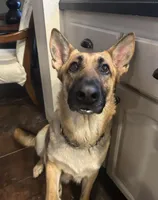 Mr. Red, a male German Shepherd Dog for sale in Crawfordsville, IN – Photo 7 of 9