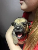 Mr. Red, a male German Shepherd Dog for sale in Crawfordsville, IN – Photo 5 of 9